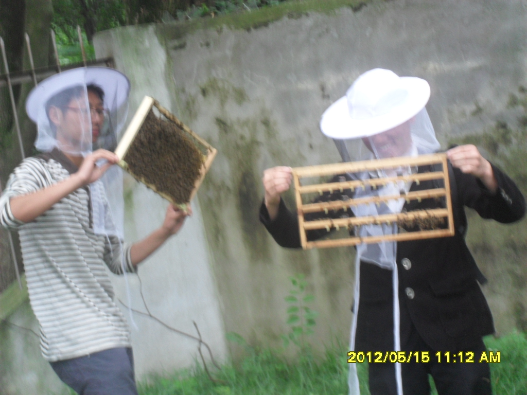 培育蜂王實驗